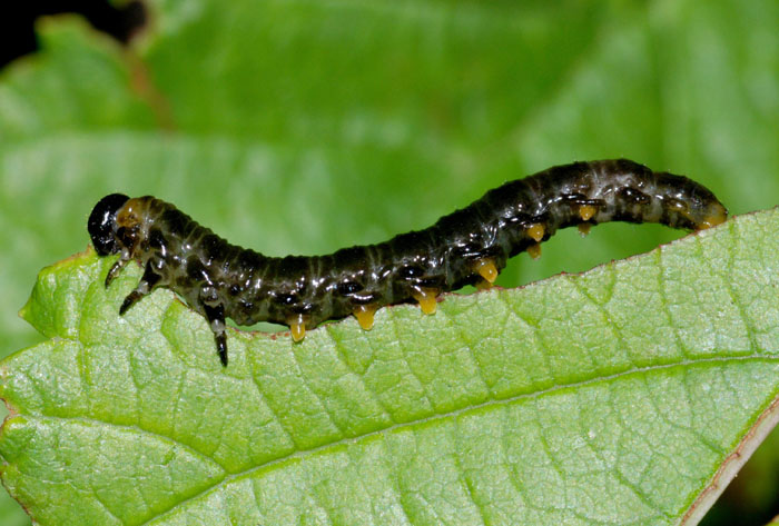 Imenotteri Sinfiti